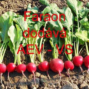 Ředkvička Faraon