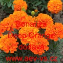 Aksamitník rozkladitý Bonanza Deep Orange