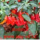 Paprika pálivá čilí Naga Morich