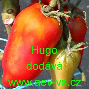 Rajče tyčkové Hugo