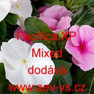 Barvínek růžový Pacifica XP Mixed