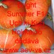 Tykev velkoplodá hybridní Bright Summer F1/Uchiki Kuri Hokkaido