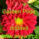 Jiřinka zahradní Garden Pride Mix