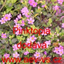 Bakopa sutera cordata Pinktopia