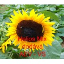 Slunečnice roční Helios Mix