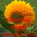 Slunečnice roční Teddy Bear