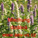 Agastache anýzová, anýzová máta Mischung