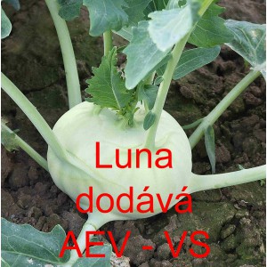 Kedluben bílý Luna