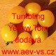 Rajče balkonové přepadávající (převislé) Tumbling Yellow Tom