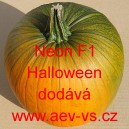 Tykev velkoplodá hybridní Neon F1 Halloween