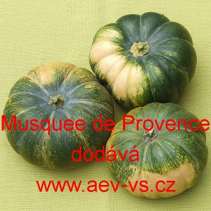 Tykev pižmová muškátová Muscat de Provence