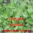 Dobromysl obecná, oregano